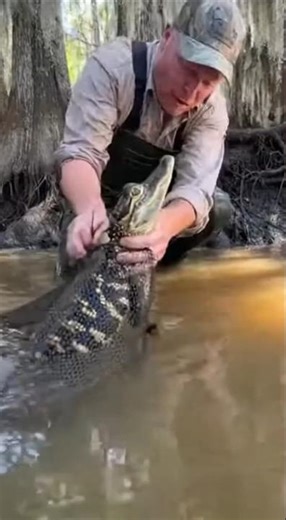 A Baby Alligator Was Freed… Then the Swamp Answered