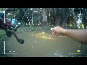 SMALL POND WITH TILAPIA #fishing #fishinglife