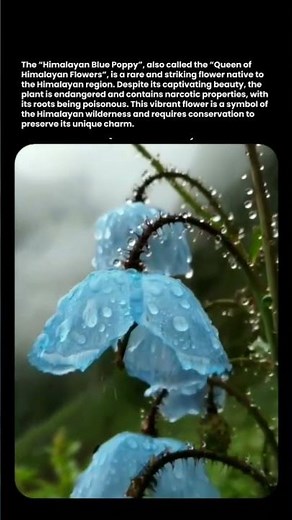 Blue Poppy - Queen of Himalayan Flowers