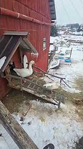 This Got THICK Last Night! #WhittAcres #enjoynaturetoday #homesteadinglife