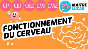 Fonctionnement du cerveau