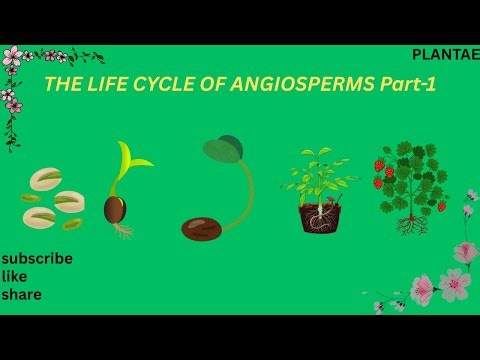 The Life Cycle Of Angiosperms#angiosperms #botanylovers #plantanatomy #nature
