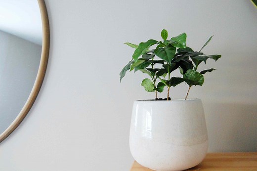 Tips for Growing Coffee Plant Indoors