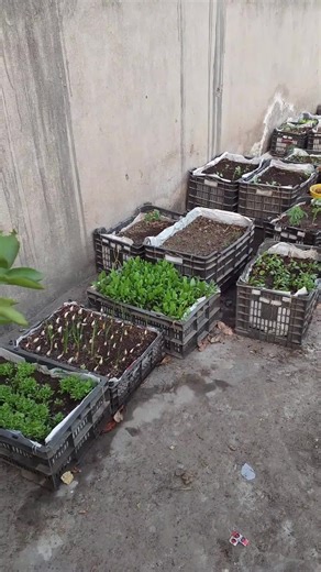 Caring for Rooftop Plants: Tips and Tricks