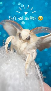 She has an itch! How sweet are these moths, she’s a Bombyx Mori domestic silk moth. They can’t fly either so they’ll just happily sit with you #silkmoth | Jumping spider & Moth life