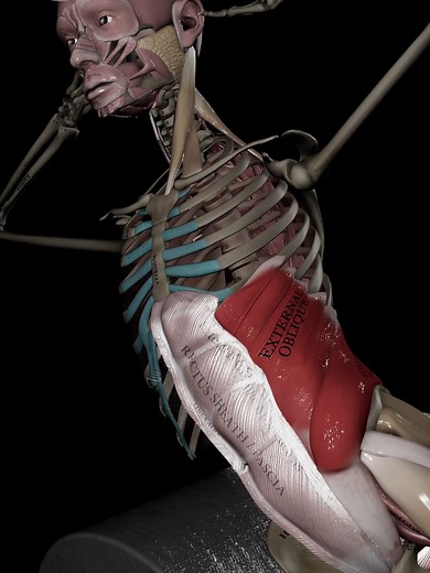 Master Your Core with Side Bends on the Roman Chair!