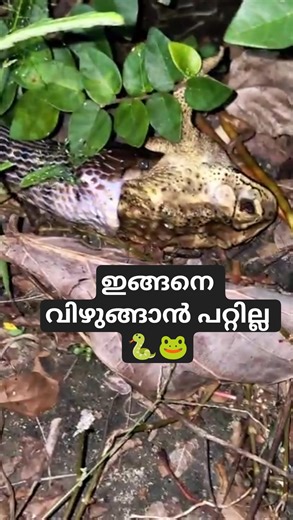 Silver snake and the frog in the mouth of a snake 🐸🐍| Snake eating frog #urbansnakelife #sarpa #s...