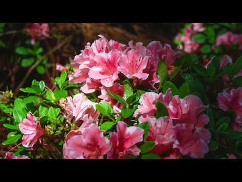 How to Prune Your Reblooming Encore Azaleas