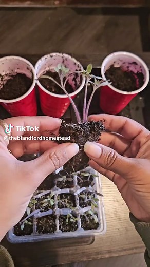 Easy Seedling Separation for Successful Transplanting