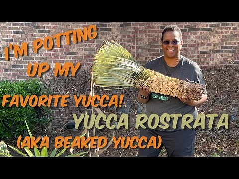 174: Spotlight Plant: How To Plant Yucca Rostrata | My Favorite Yucca!
