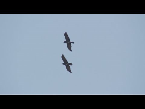 Kolkrabe Flugspiele, Common raven flying