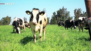 China clones 'super cows,' uddering in Cold Milk War. America must respond.