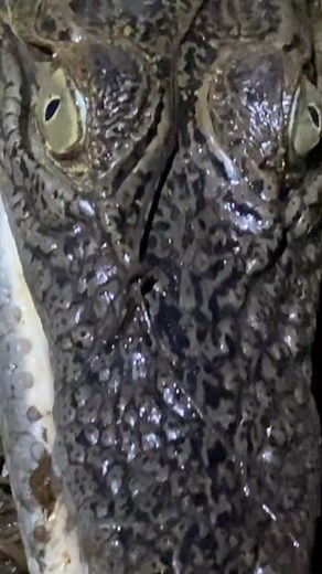 9.9K views · 356 reactions | Cheeky little Saltwater Crocodile on a night walk in the Top End  | Wildman Adventures | Facebook