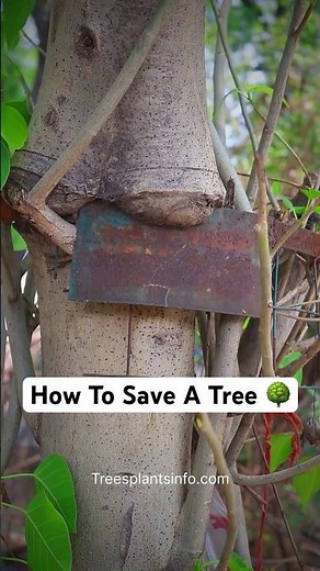 🌳 How To Save A Tree – Simple Tricks That Can Save Thousands of Trees!