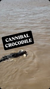 6.3K views · 4.2K reactions | Casanova is a very large Saltwater Crocodile. He’s in the 5m range and probably weighs 700-800kg. He’s not as aggressive as some of the other crocs (like Stumpy for example) and often just lets his size do the talking. This what happens when the other croc doesn’t listen..  Northern Territory Australia | Wildman Adventures | Facebook