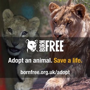 Watch as this lion takes its first steps onto grass after being held in captivity since birth! 🦁 | Born Free Foundation