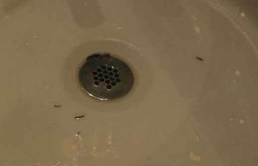 14 Sure Ways to Get Rid of Drain Worms in Your Home
