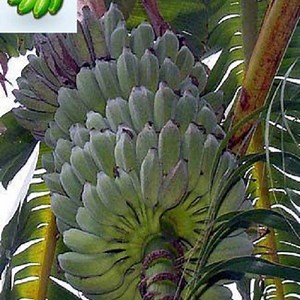 banana-plant-ice-cream-blue-java-musa-banana-tree-2