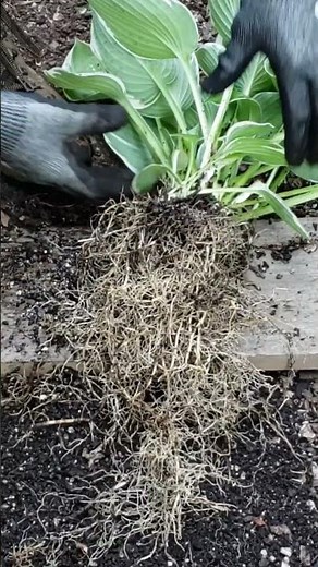 How to DIVIDE HOSTA Plants Like a Pro | Hosta Propagation