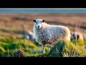Sheep Baa Sound Effect in HD Quality
