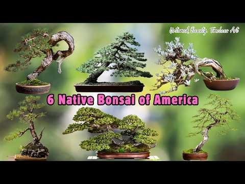 6 Bonsai Species Native to America | Untamed Beauty, Timeless Art