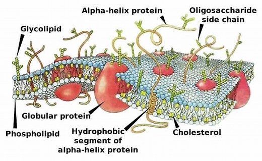 Plasma Membrane Functions | Components & Structures | BioExplorer