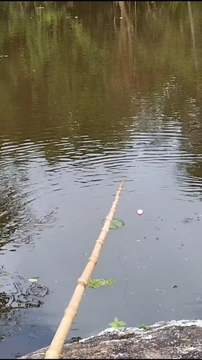 Fishing Techniques: Showcasing Rod, Line, and Net