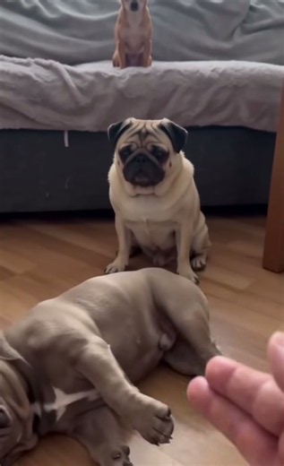 #🤣 #😂 #dogs | Dogs Laughing