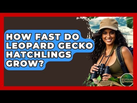 How Fast Do Leopard Gecko Hatchlings Grow? - Reptilian Wonders