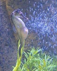 7.4M views · 37K reactions | Seahorse births over 300 babies! | MetDaan Fashion | Facebook