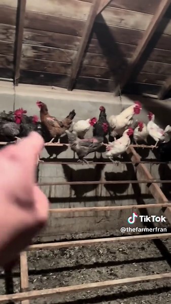 thefarmerfran on TikTok