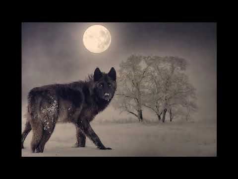 Wolf Sounds