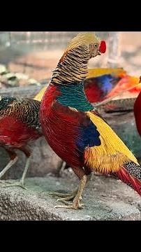 Stunning Red & Golden Pheasants in a Beautiful Aviary | Exotic Bird Showcase