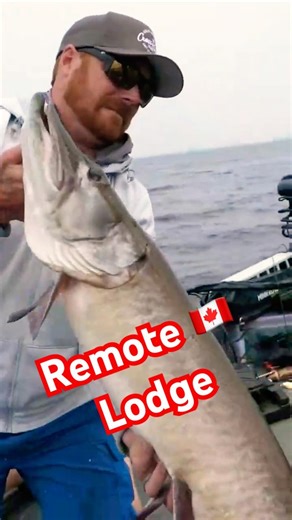 Musky Fishing at a Remote Canadian Lodge (EPIC CATCH😱) #fishing #ontario #muskyfishing #musky #esox