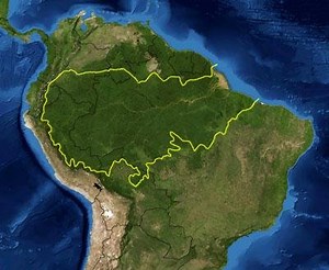 Amazon Rainforest Facts For Kids - Amazon Rainforest Information