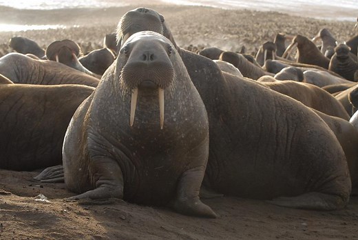 Here are our top 10 facts about Walrus