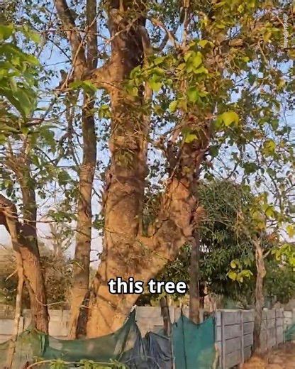 5.7M views · 125K reactions | 8 Most Dangerous Trees in the World | Drew Binsky | Facebook