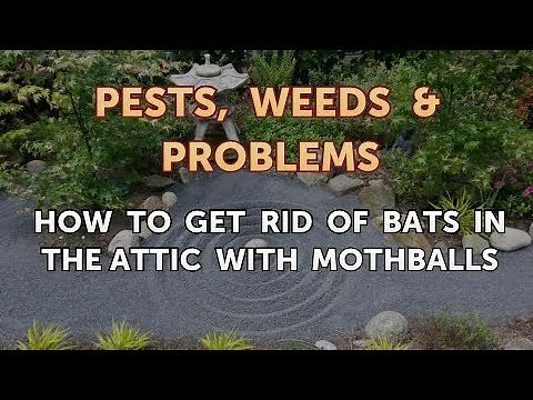How to Get Rid of Bats in the Attic With Mothballs