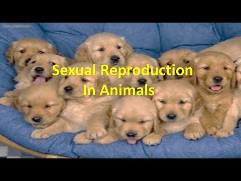Sexual Reproduction in Animals