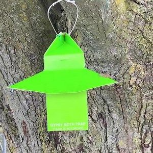 We've read about them in the news and seen them in our yard. Now those gypsy moth caterpillars are back as adults and looking to breed. Gypsy moths are an invasive species from Europe whos caterpillars reak havoc on our trees. Male gypsy moths are fluttering around now looking for females to mate with. There are lots of warnings out right now about trying to capture the males to prevent them from breeding and a trap like this is a great way to do it. With a pheromone to attract them, they can't 