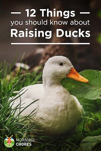 12 Things You Need to Know Before Getting Your First Ducks