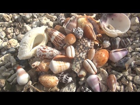 While strolling on the beach, I discovered many perfectly preserved seashells