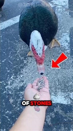 Why Birds Intentionally Eat Rocks!? 😱