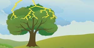 What can we learn about rainfall from trees? - Science Journal for Kids and Teens