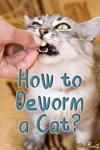 How To Deworm A Cat: 8 Critical Signs That Your Cat Has Worms