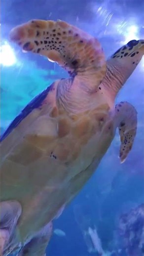 Top Scientists Reveal the Plastic Patch Disaster