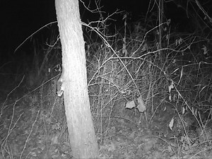 7K views · 54 reactions | Snapshot Wisconsin cameras capture photos of a wide variety of animals, from large elk and bears to tiny flying squirrels. This flying squirrel was captured on a Snapshot Wisconsin camera in Iowa County last November. Find out more about Snapshot Wisconsin and how to get involved at dnr.wi.gov Keyword: Snapshot Wisconsin. Classify photos from the trail cameras at www.snapshotwisconsin.org. | Wisconsin Department of Natural Resources | Facebook