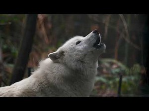 Gray Wolves Howl