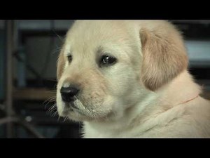 Cute Labrador Puppies