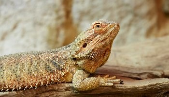 How To Care For Your Bearded Dragon - RSPCA - rspca.org.uk